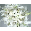 Parade of White Sympathy Lilies