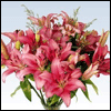 Pink Lilies Fresh Flower Bouquet