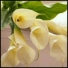 Glorious Calla Lilies Fresh Flowers Bouquet