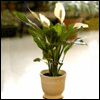 Sympathy Peace Lily